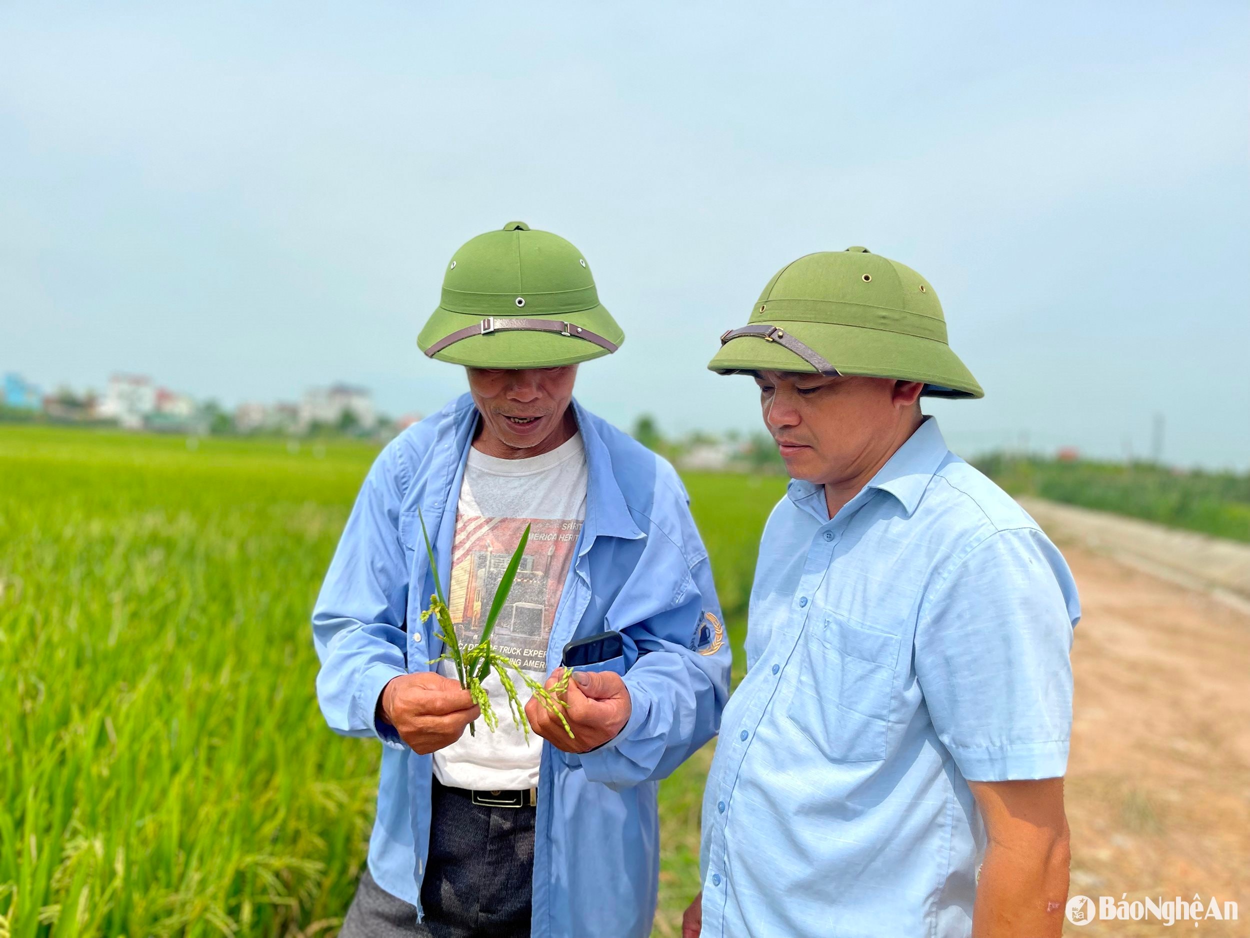 Cán bộ HTX DVNN xã Diễn Nguyên (Diễn Châu) cho biết- Trong rất nhiều năm trở lại đây, lúa vụ xuân mới bị mất mùa nặng như thế này. Ảnh- Phú Hương