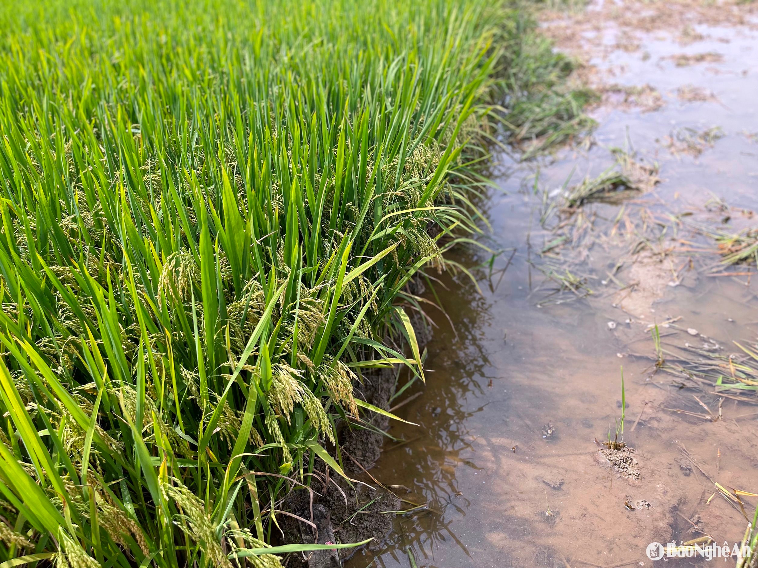 Lúa vẫn trổ bông nhưng năng suất giảm nặng nề. Ảnh- Phú Hương