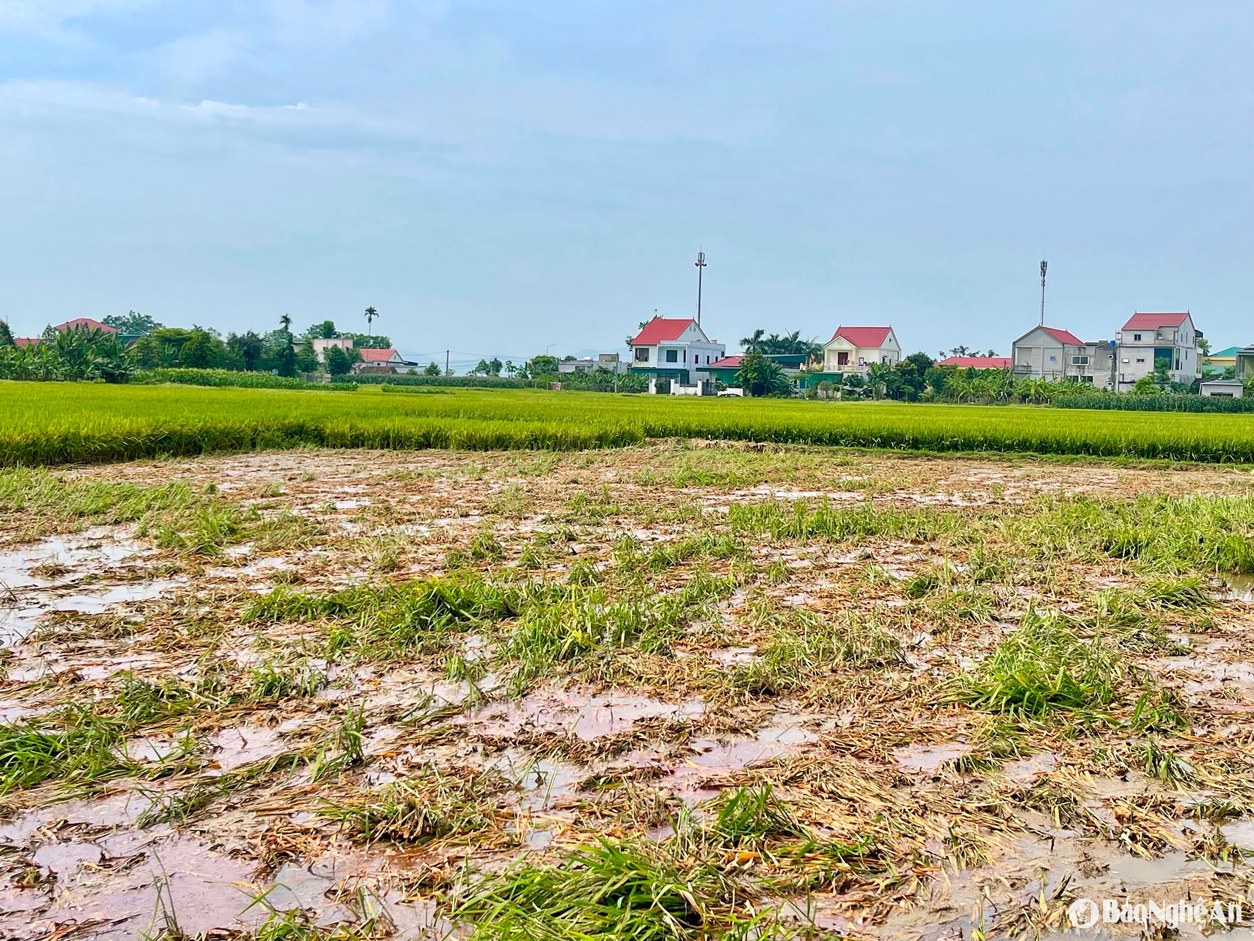 Nhiều diện tích lúa vụ xuân đã bị cắt bỏ. Ảnh- Phú Hương