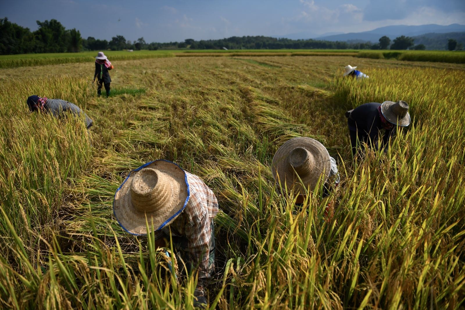Giá lúa gạo hôm nay 13/5/2025: Giá gạo tăng nhẹ, giá lúa giảm