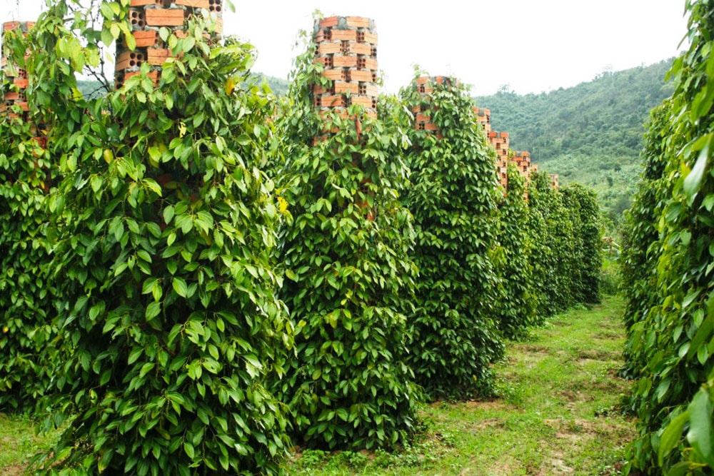 Giá tiêu hôm nay 11/5/2025: Giảm sâu trong nước