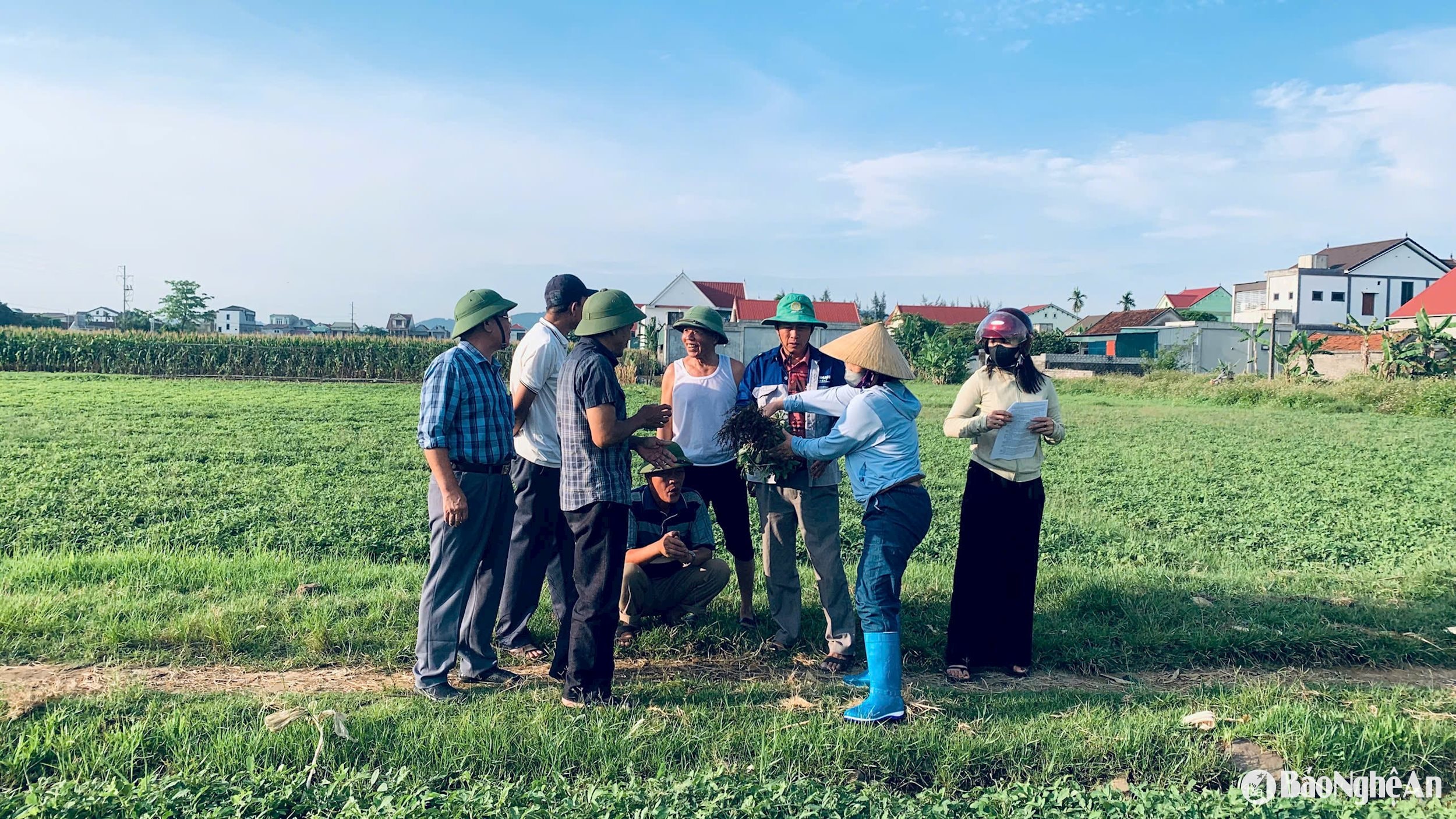khảo sát năng suất