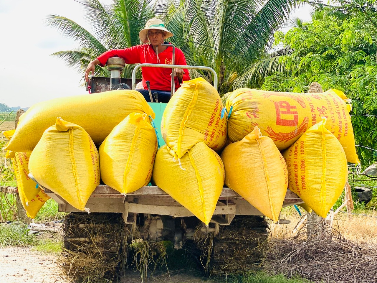 Giá lúa gạo hôm nay 12/5: Giữ mức ổn định