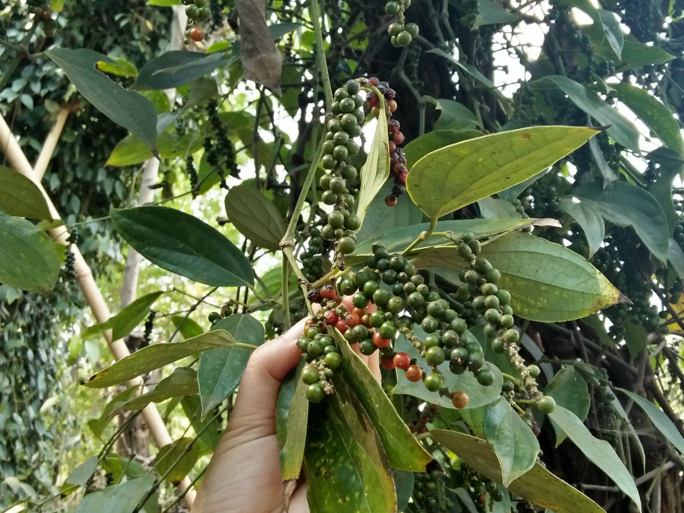 Giá tiêu hôm nay 15/5/2025: Tiếp tục giữ giá cao