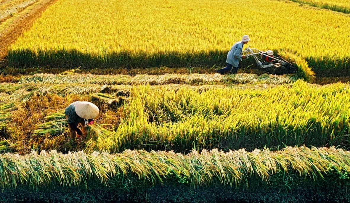 Giá lúa gạo hôm nay 14/5/2025: Giá lúa giảm mạnh