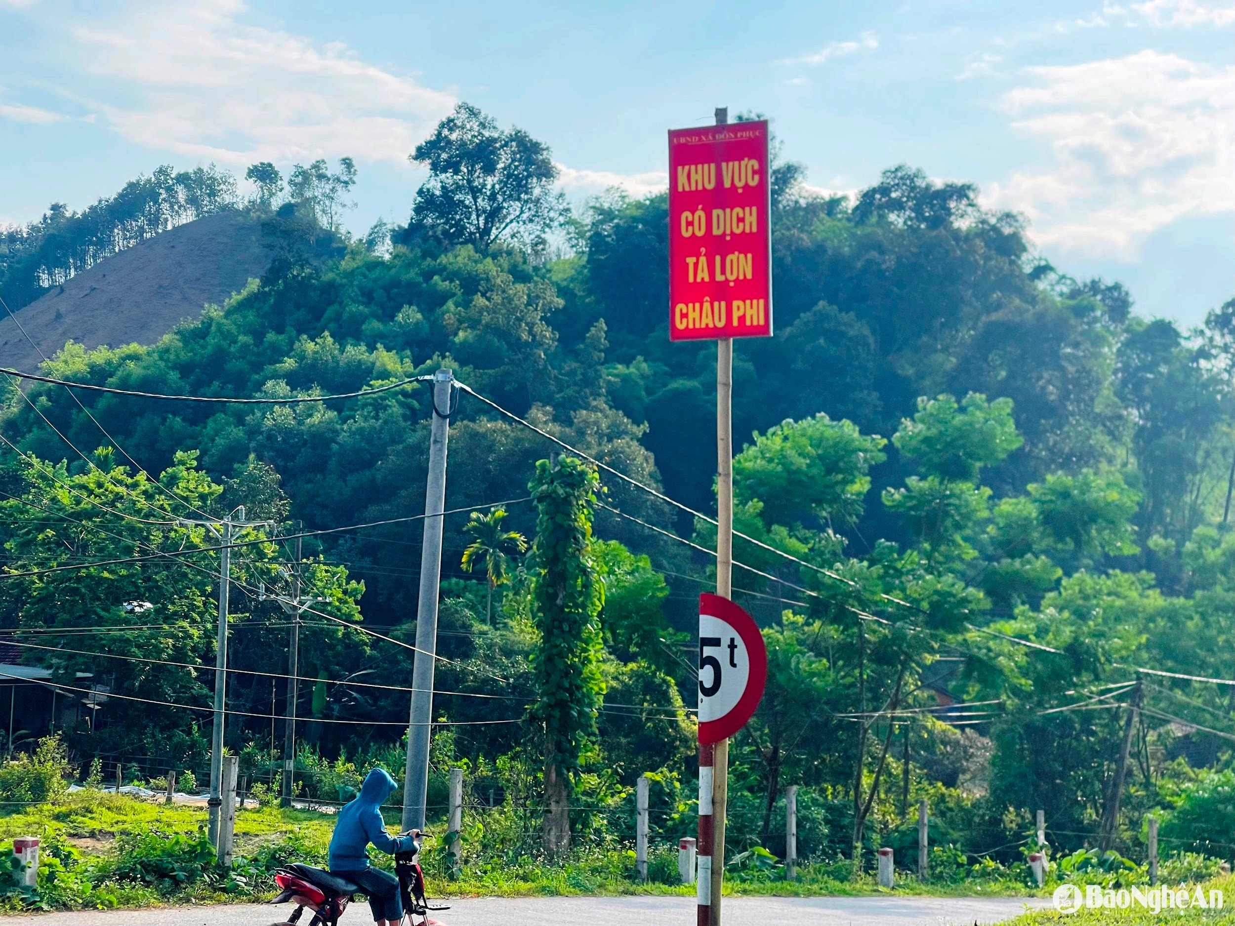 dịch lợn 3