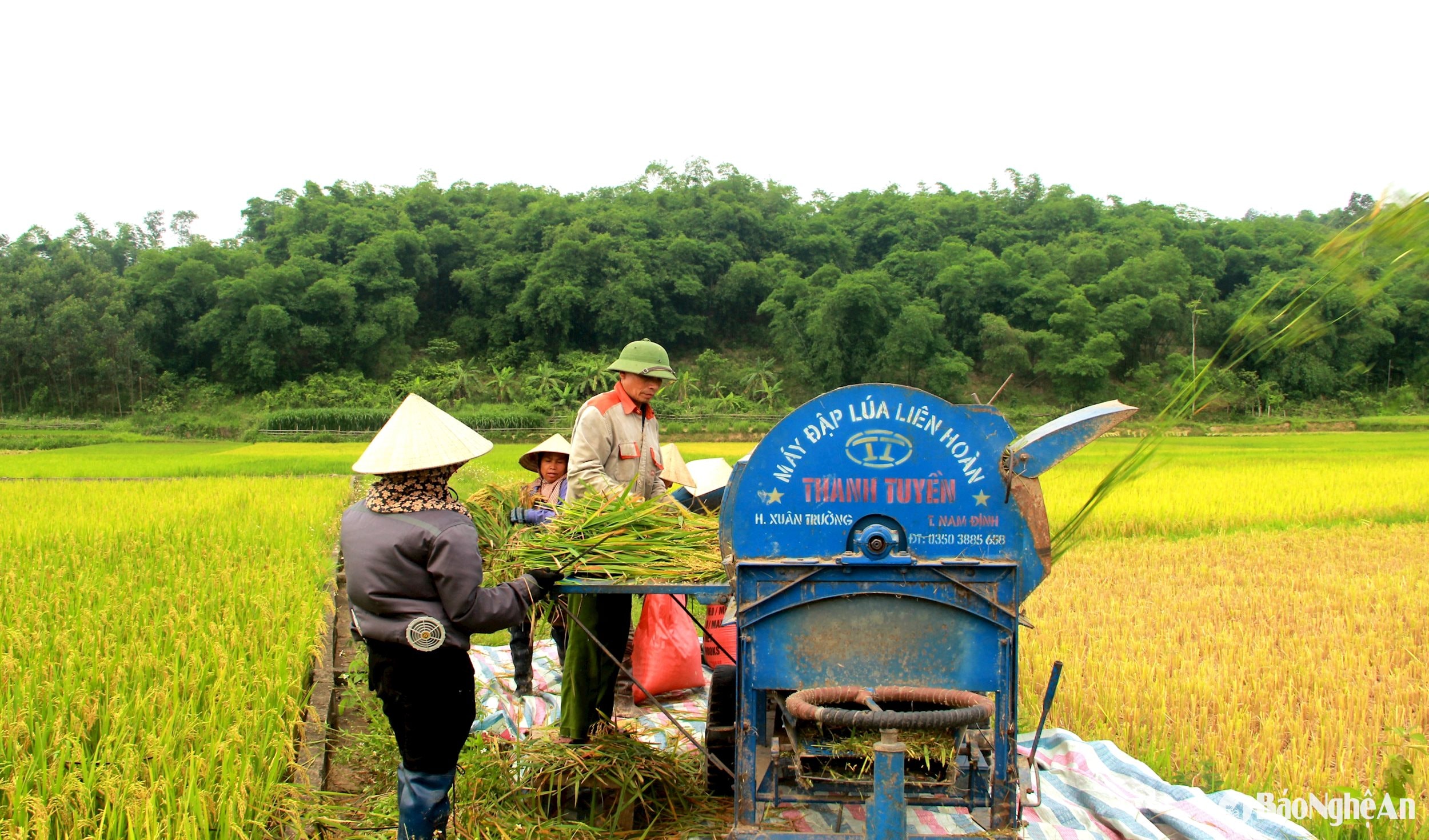 Lúa bà Hà Thị Hiền xã Lạng Khê có hơn 2a(1)