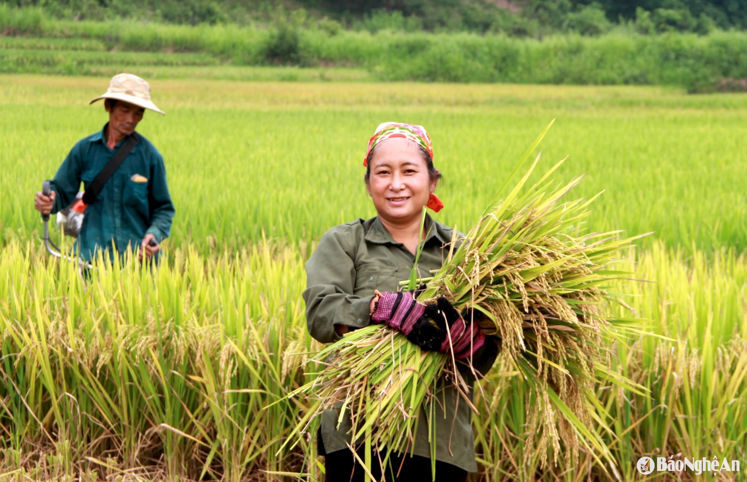 lúa bà Vi Thị Mỹ Hạnh bản Boong xã Lạng Khê Con Cuông có 5a(1)