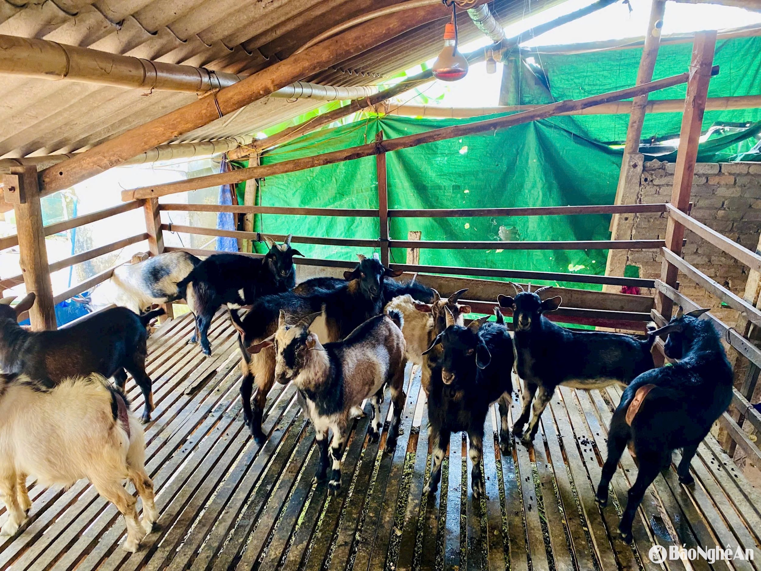 Các mô hình phát triển kinh tế từ nguồn vốn vay của Ngân hàng CSXH do ông Nguyễn Trung Thành quản lý luôn phát huy hiệu quả.
