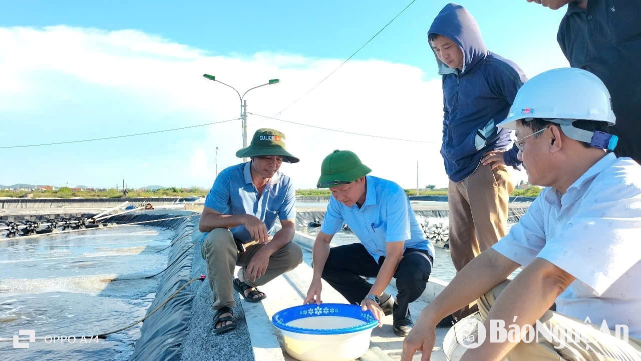 Kiểm tra tôm giống trước khi thả ở đầm tôm Quỳnh Bảng, QL