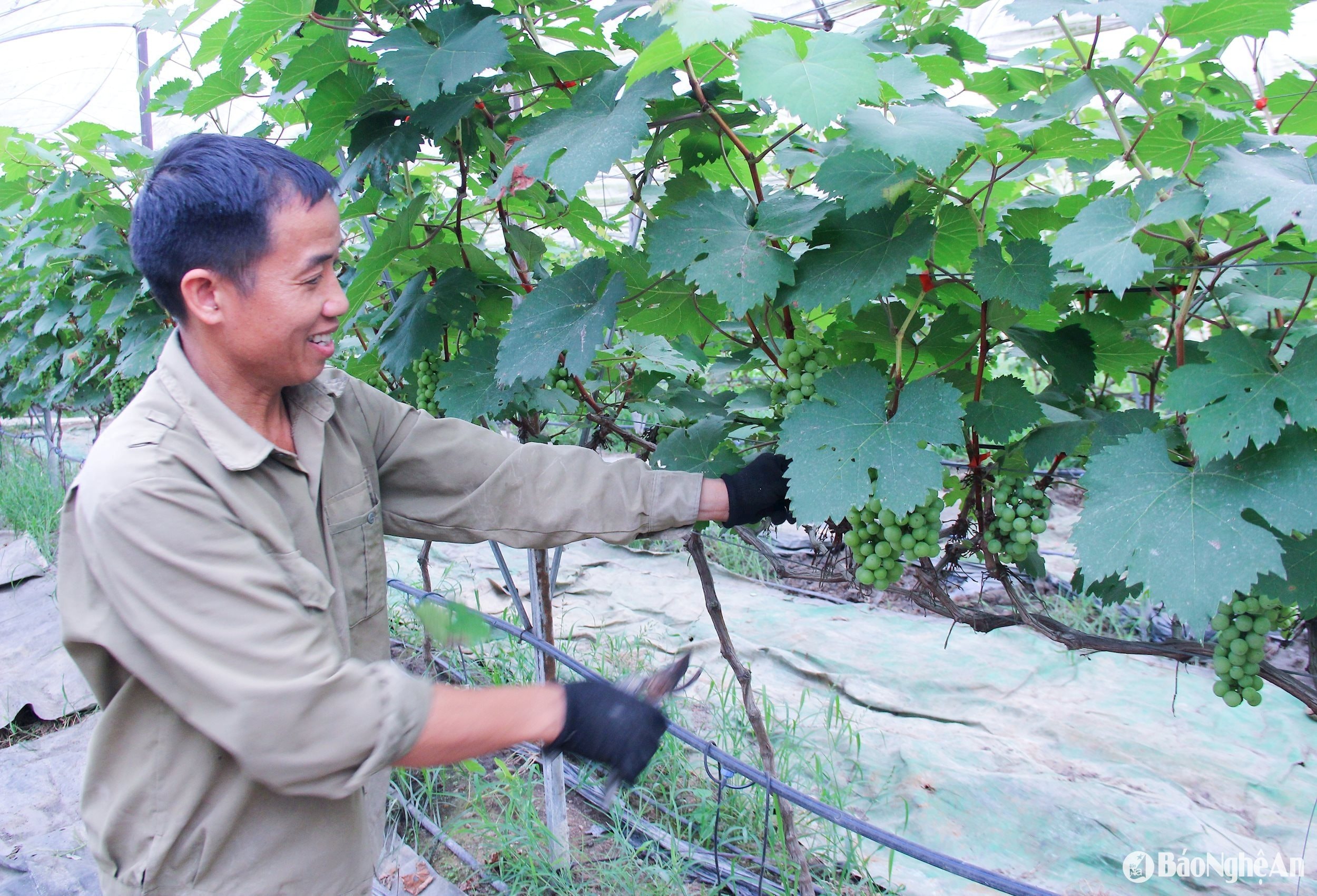 Mô hình trồng nho mẫu đơn tại xã Nam Lĩnh (huyện Nam Đàn). Ảnh- Mai Hoa