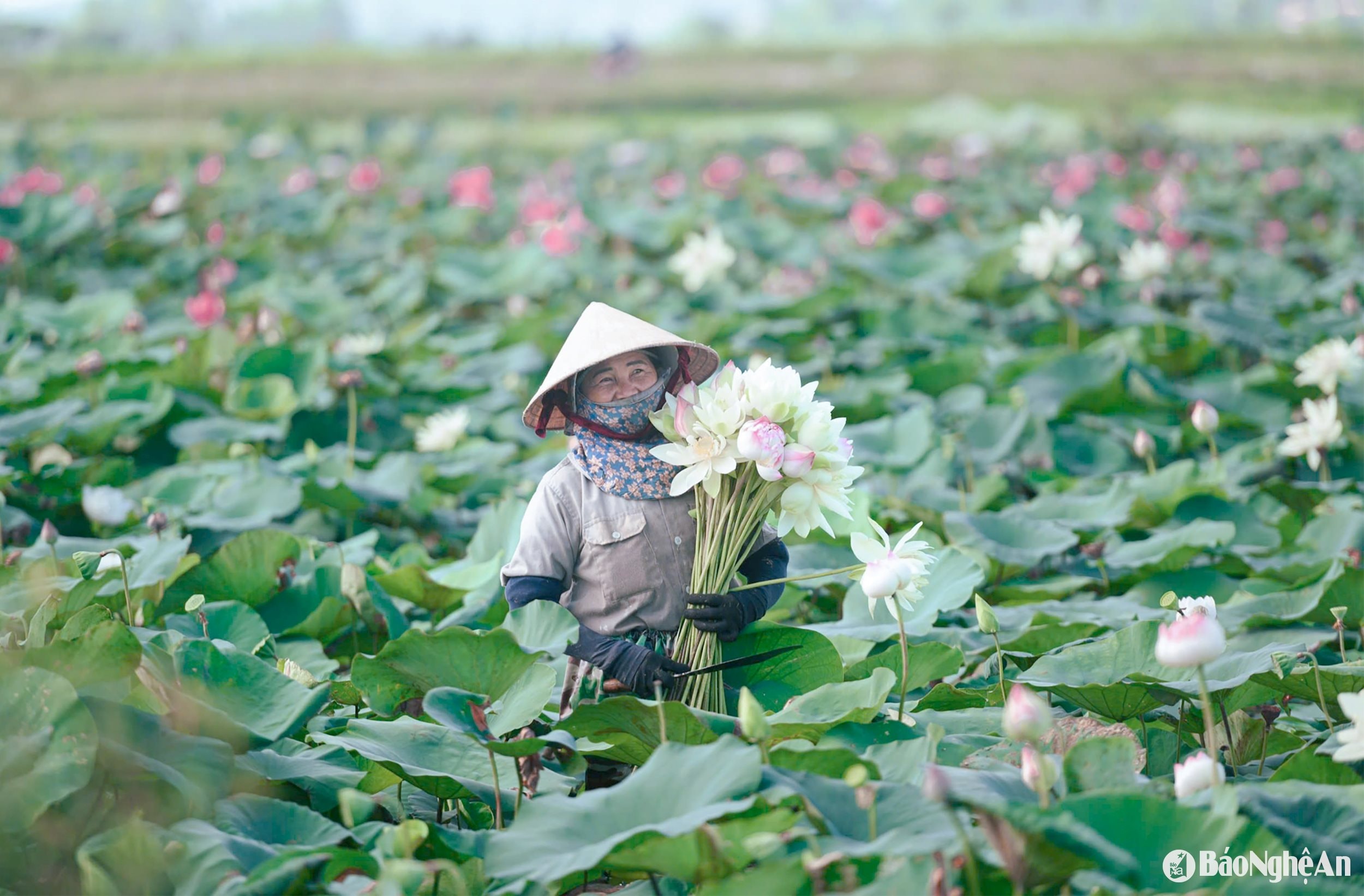 Nông dân huyện Nam Đàn thu hoạch sen làm nguyên liệu trà sen.