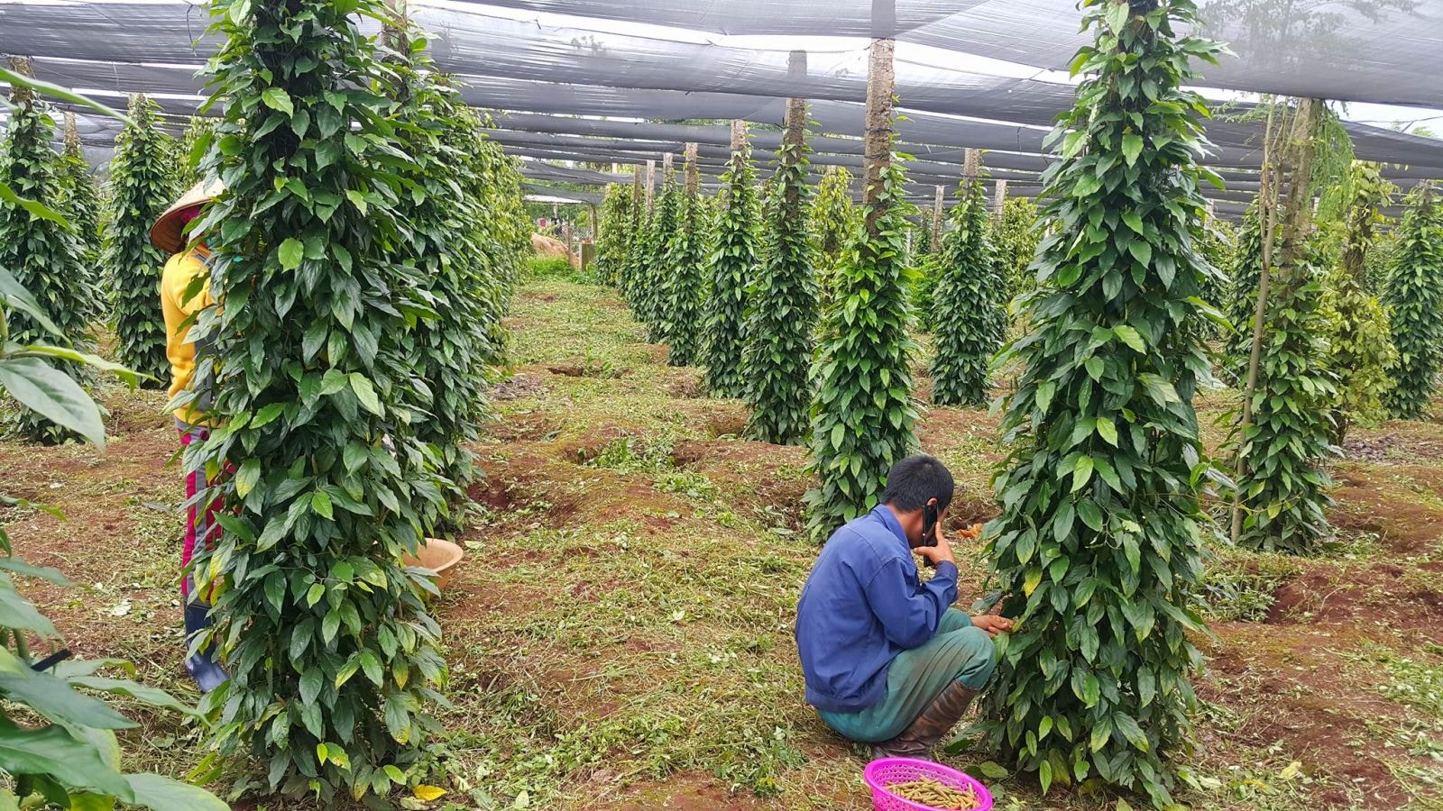 Giá tiêu hôm nay 18/5/2025: Giá ở mức cao
