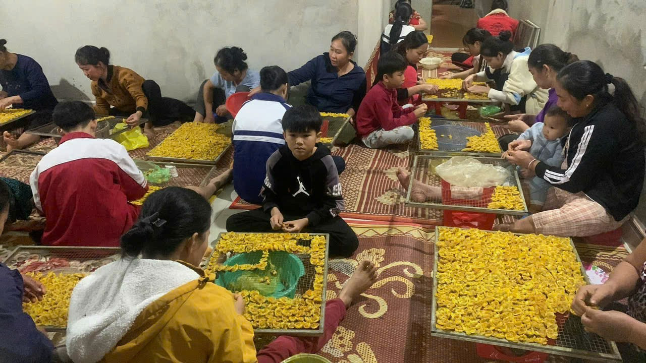 Cây chè hoa vàng tạo việc làm, nâng cao thu nhập cho người dân huyện Quế Phong.