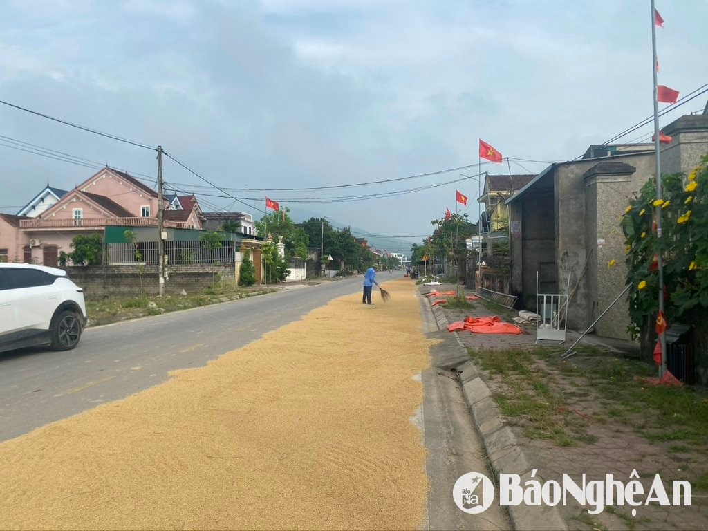 នៅលើផ្លូវក្នុងឃុំ Xuan Thanh (Yen Thanh) កសិករសម្ងួតស្រូវនៅលើផ្លូវ។ រូបថត៖ Van Truong