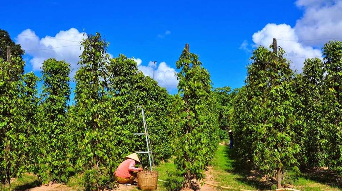 តម្លៃម្រេចថ្ងៃនេះ ថ្ងៃទី 19 ខែឧសភា ឆ្នាំ 2025៖ កង្វះតម្លៃកើនឡើងខ្លាំង សន្ទុះកើនឡើង