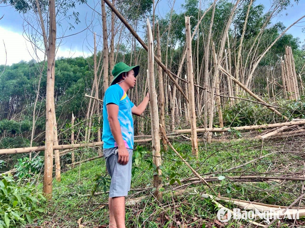 Mr. Binh hesitates in front of the broken acacia garden. Photo - Phu Huong