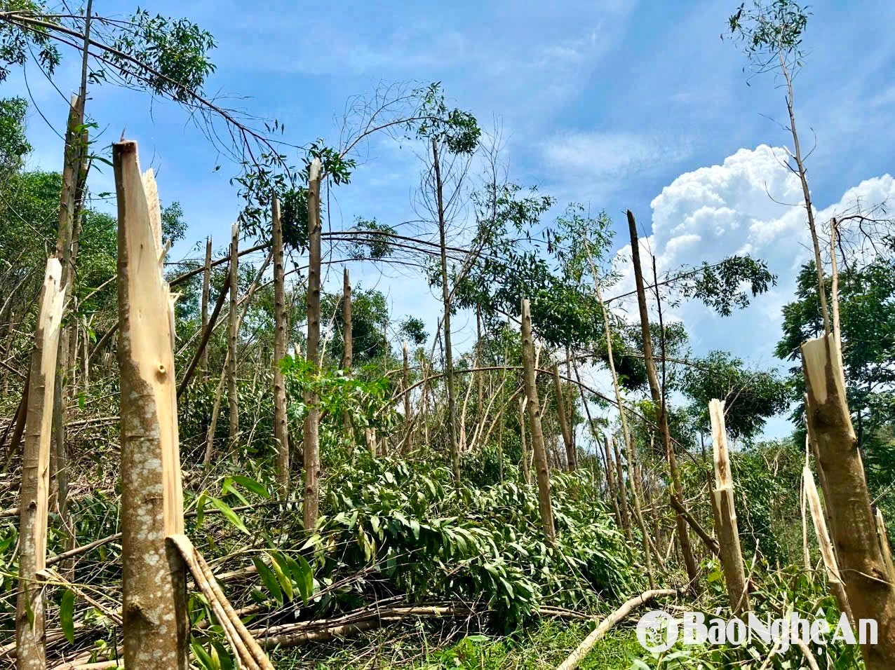 3.5 year old acacia garden broken in half after a tornado. Photo - Phu Huong