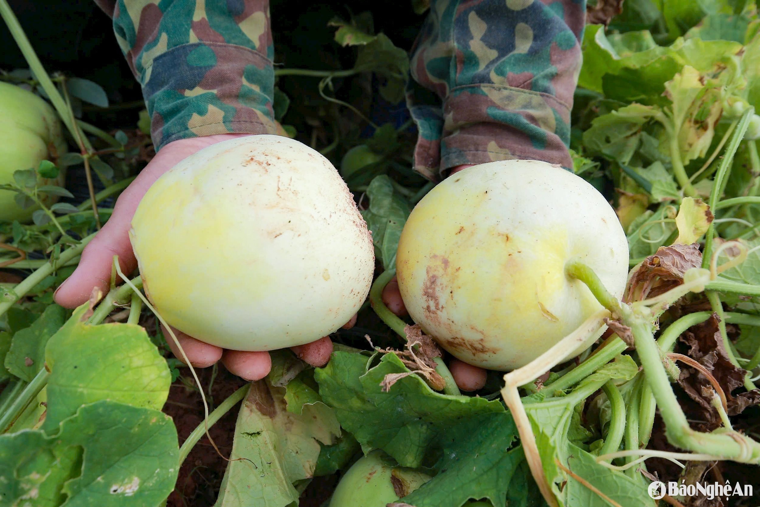 dưa 4