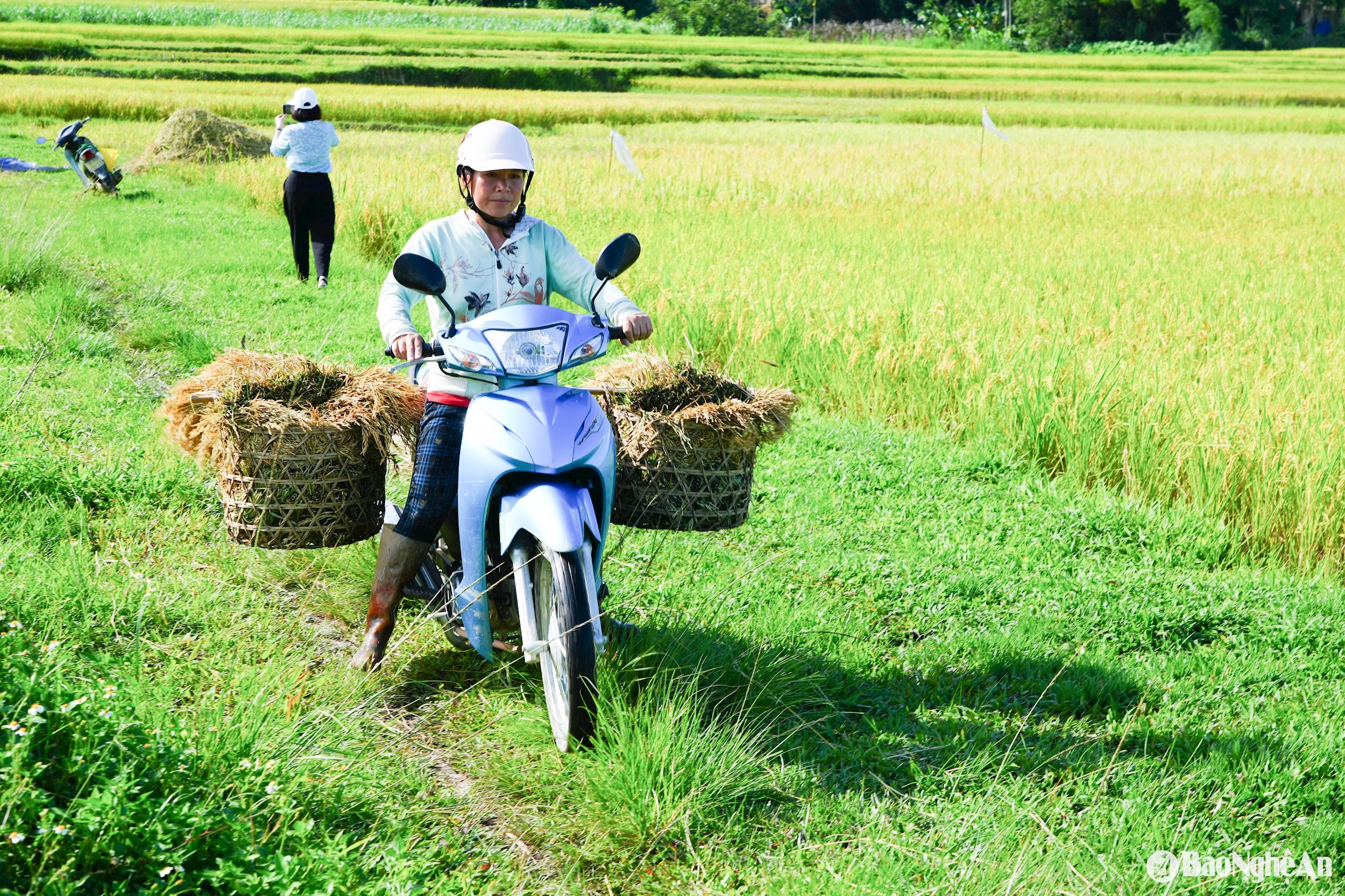 chở về