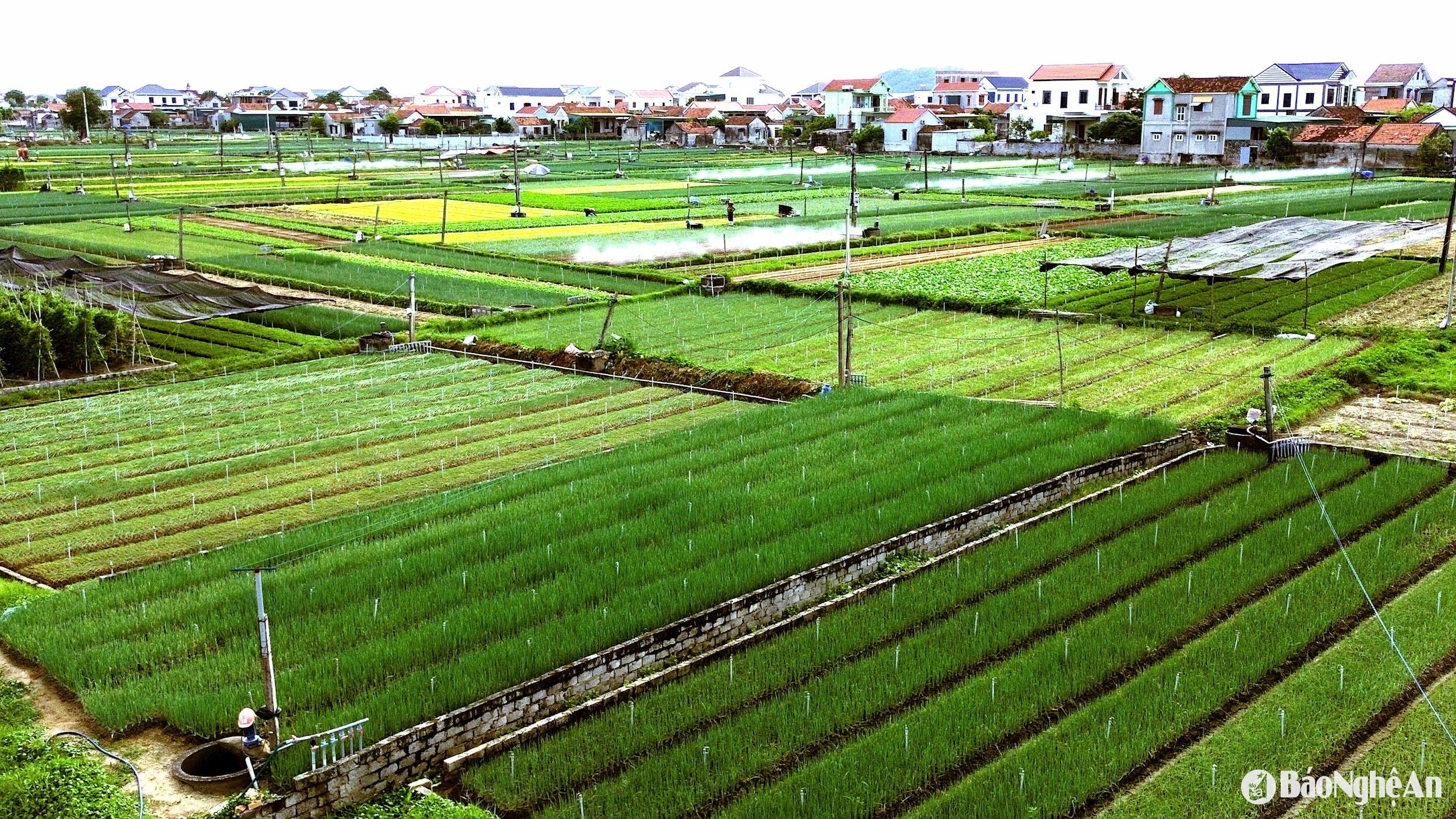Cánh đồng rau của xã Minh Lương (Quỳnh Lưu). Ảnh: Xuân Hoàng