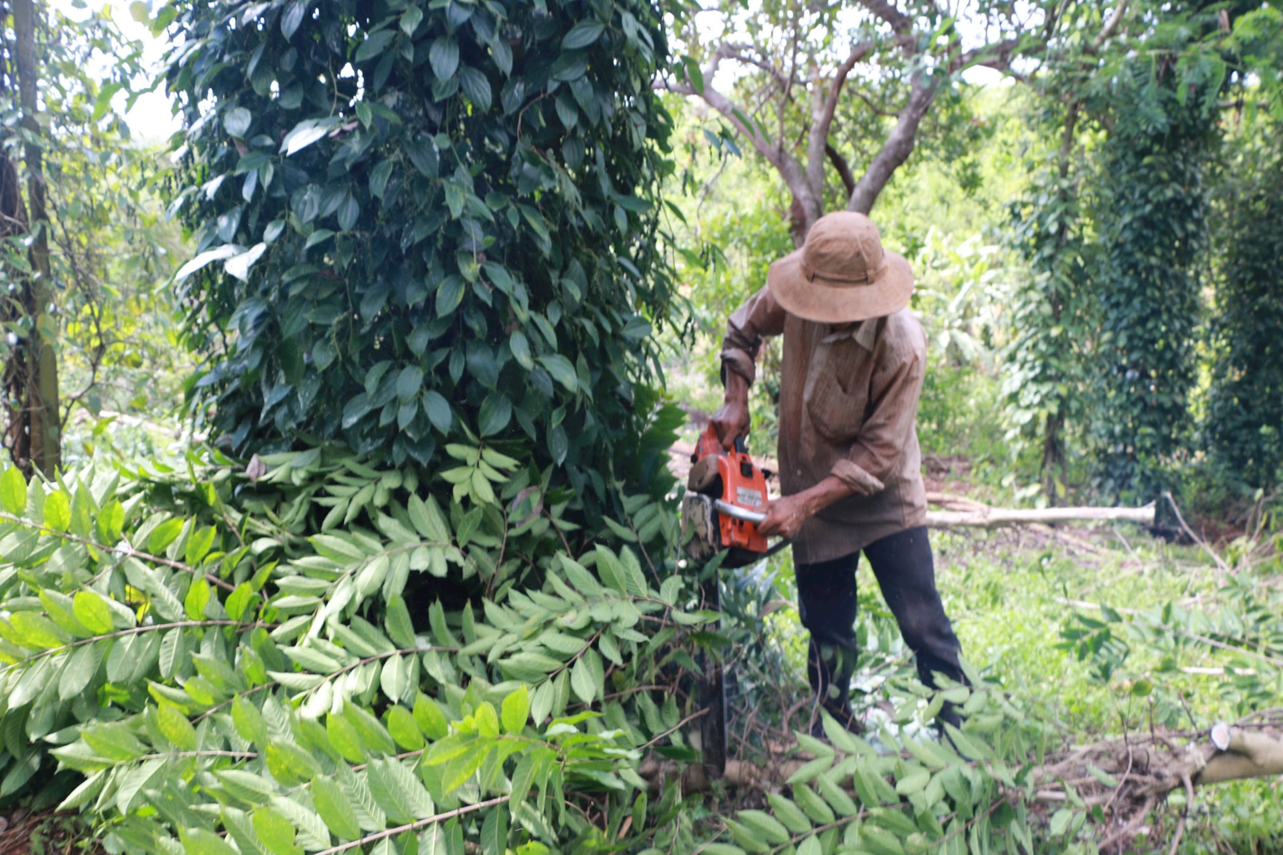 Giá tiêu hôm nay 21/5/2025: Giữ mức cao trên 150,000 đồng