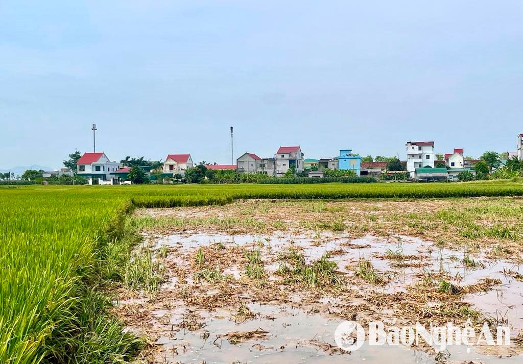 Nhiều ruộng lúa được gặt non vì hoàn toàn không cho năng suất. Ảnh- Phú Hương