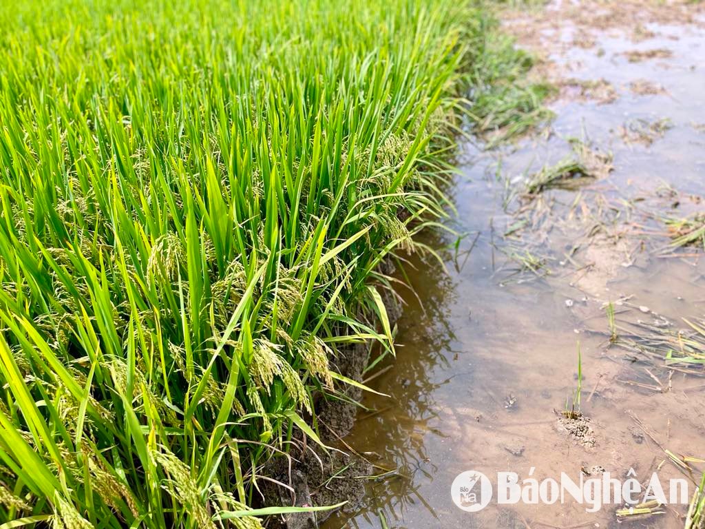 Nhiều ruộng lúa trỗ bông đẹp nhưng chủ yếu là hạt lép. Ảnh- Phú Hương