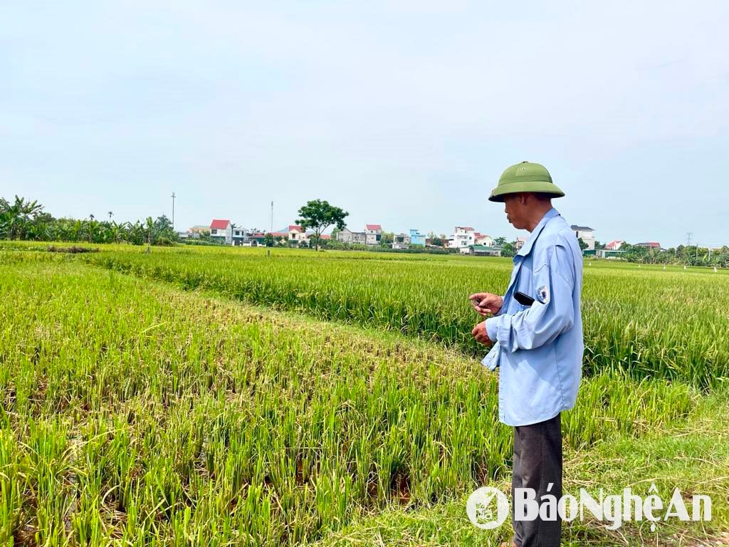 Nông dân Diễn Châu buồn lòng trước một vụ sản xuất mất mùa. Ảnh- Phú Hương
