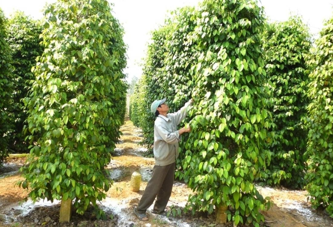 Giá tiêu hôm nay 22/5/2025: Giảm nhẹ tại một số tỉnh