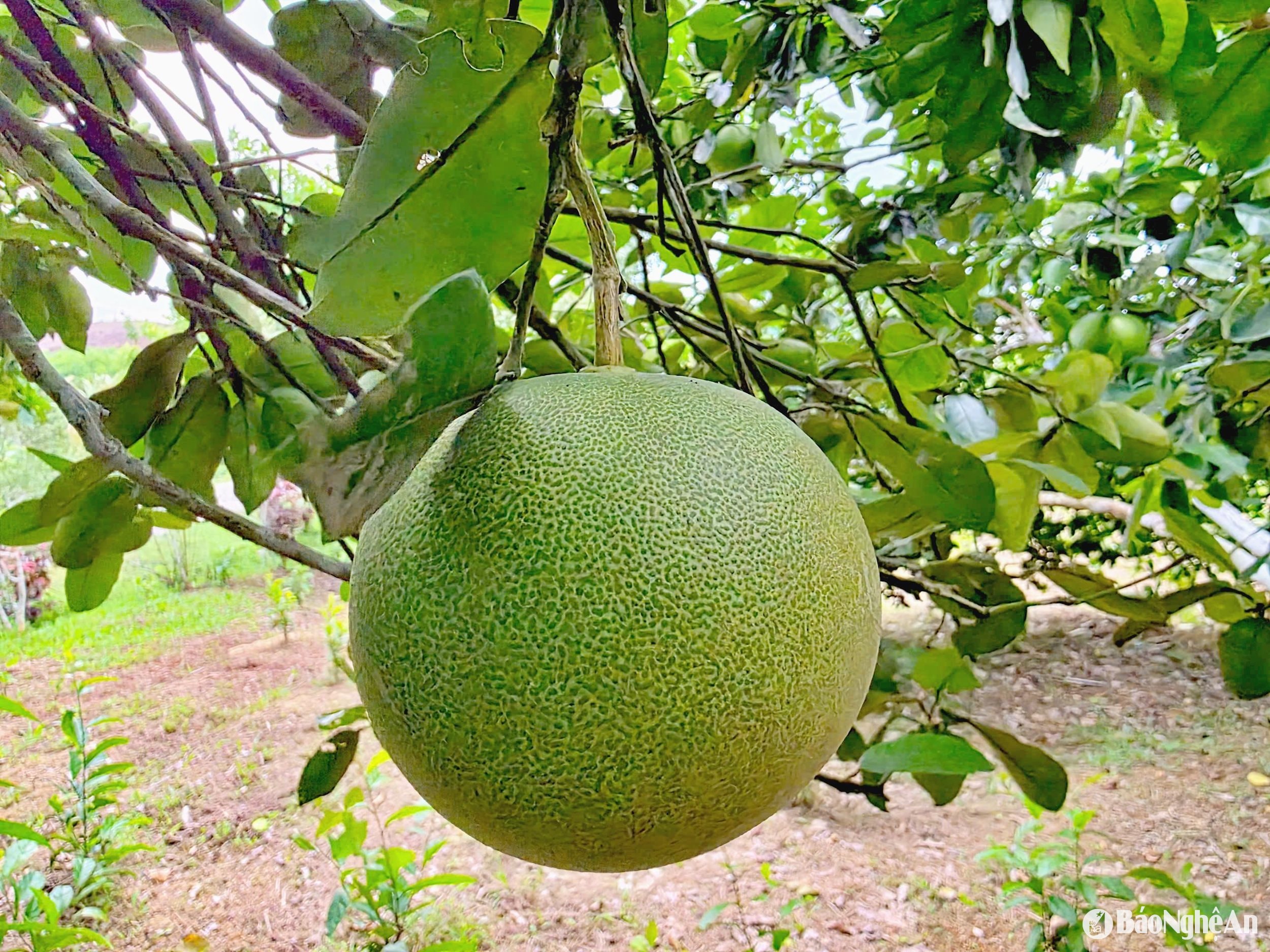 bưởi non tỷ lệ tinh dầu cao