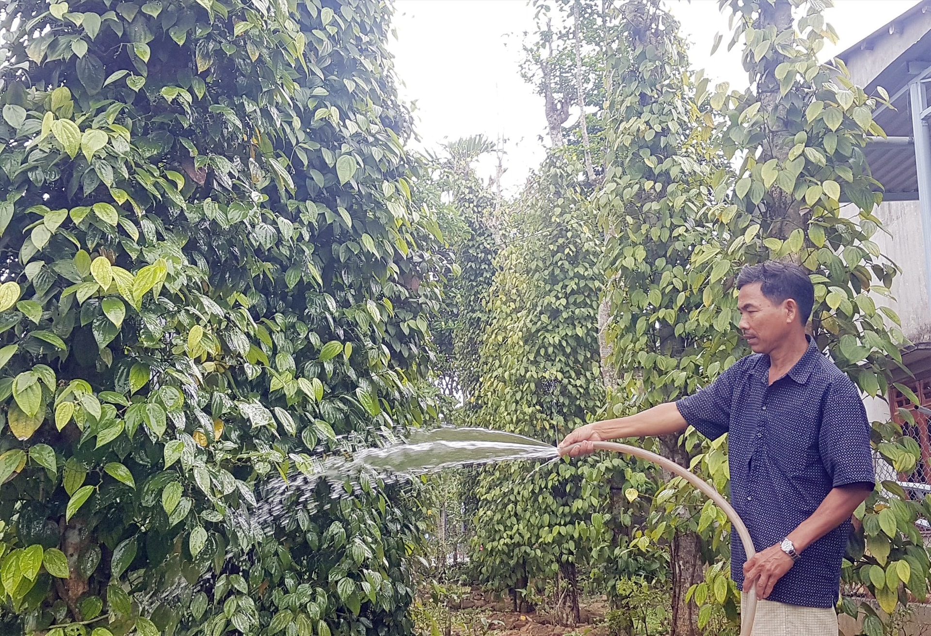 តម្លៃម្រេចថ្ងៃនេះ ថ្ងៃទី 23 ឧសភា ឆ្នាំ 2025៖ រក្សាបានលើសពី 150,000 ដុង/គីឡូក្រាម