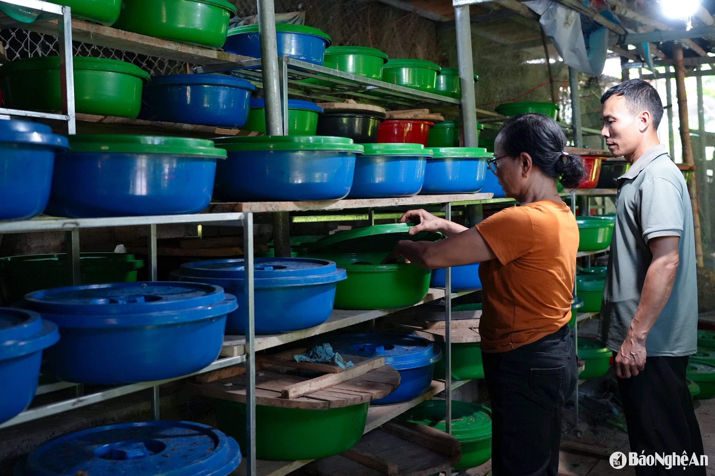 Trong khoảng sân nhỏ sau nhà, gần 300 chậu nhựa được xếp ngay ngắn dưới mái che. Đây chính là “nông trại” nuôi đuông cọ của vợ chồng bà Lô Thị Cương và ông La Công Thảo. Ảnh: T.P