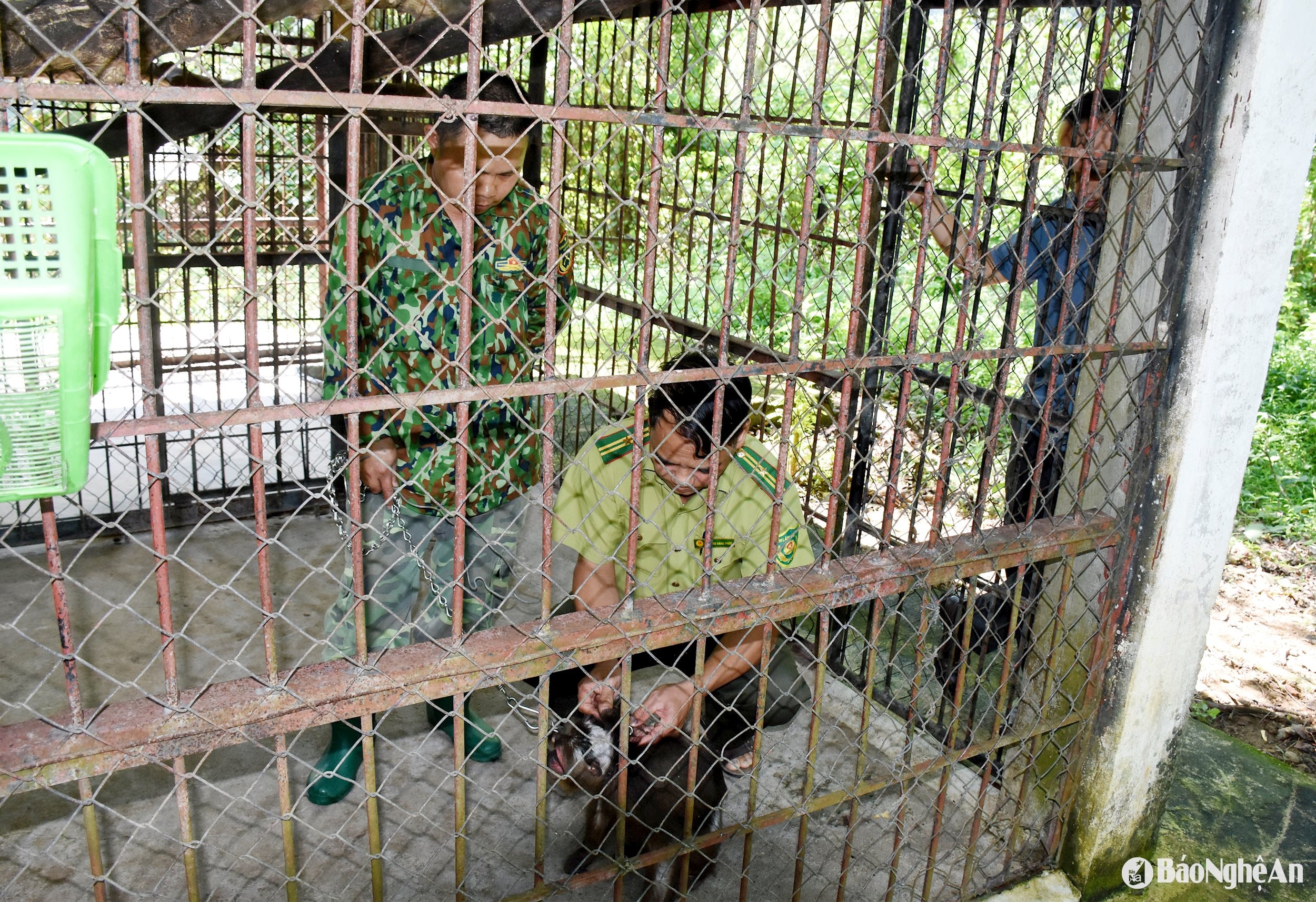 4 dong vat hoang da