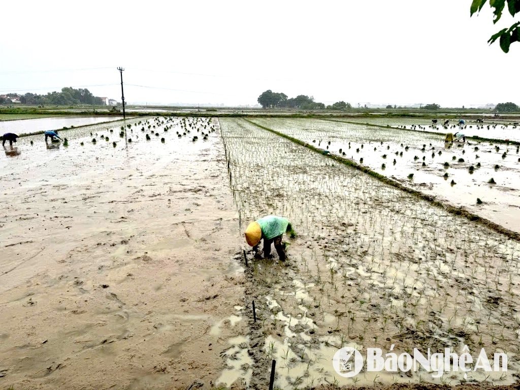 Thời tiết mưa gió nhưng nông dân xã Nhân Thành, huyện Yên Thành đang tích cực dập gieo cấy lúa hè thu. Ảnh: Văn Trường