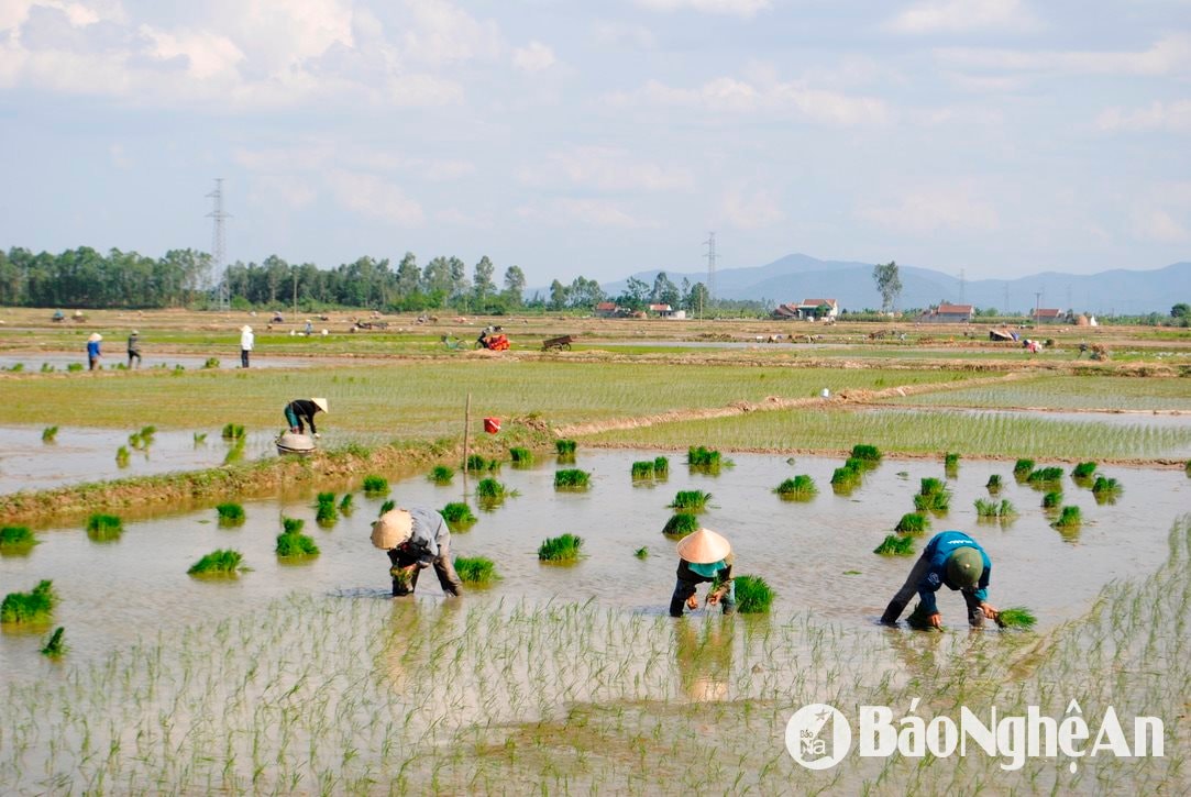 Ông Lê Thế Hiếu - Phó Trưởng phòng Nông nghiệp và môi trường Diễn Châu cho biết: Toàn huyện Diễn Châu đã làm đất đạt trên 80%, hiện bà con đã gieo cấy được gần 1.000 ha lúa vùng sâu trũng chạy lụt ở các xã Diễn Thái, Diễn Cát, Diễn Nguyên, Diễn Đồng. Ảnh: Văn Trường