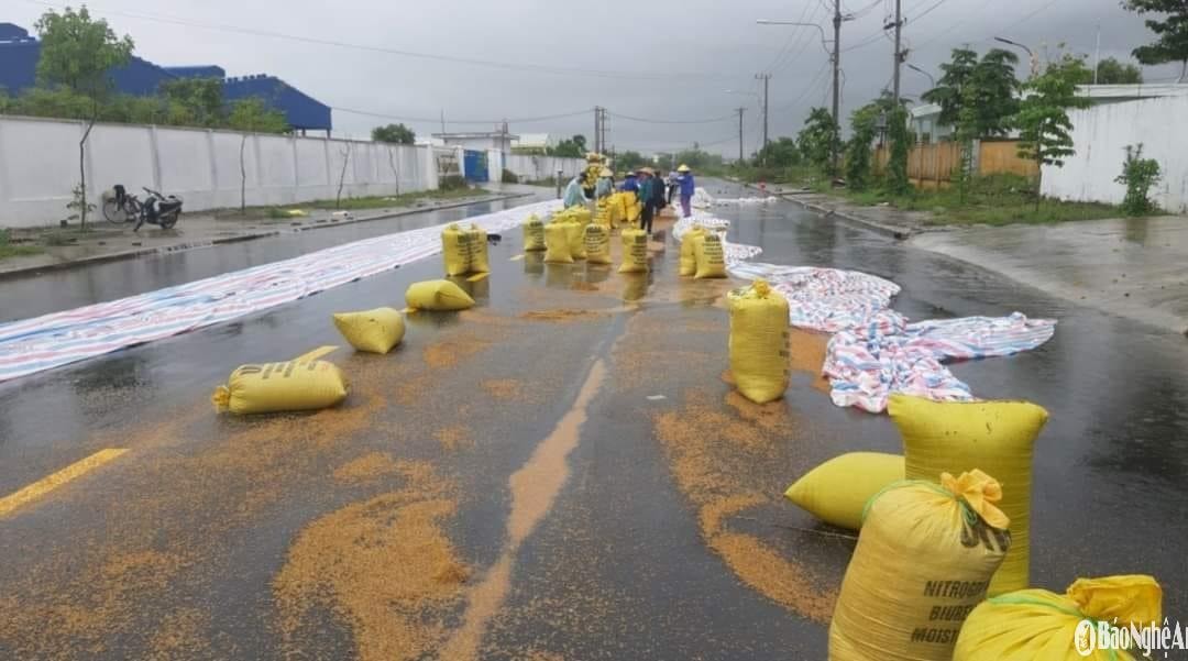 Trời mưa dầm dề khiến lúa gặt về không thể hong phơi. Ảnh: T.P