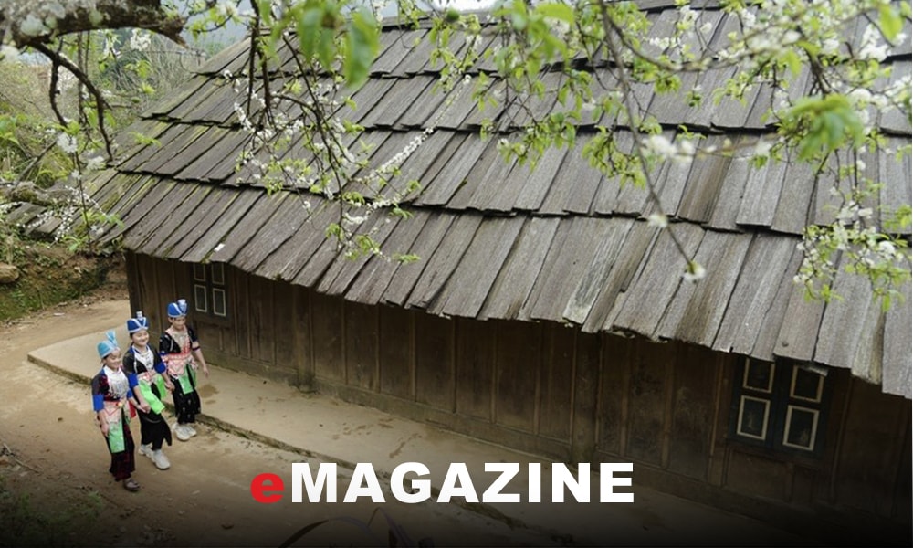 Trăm năm mái cổ sa mu