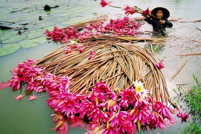 ដុងថាប រដូវផ្ការីកជិតមកដល់ហើយ - វៀតណាម និងសេដ្ឋកិច្ចពិភពលោក
