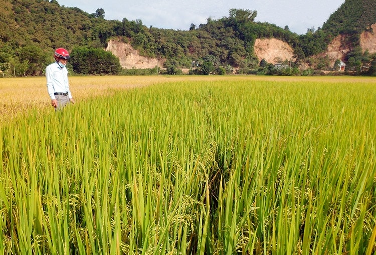 Thị trường lúa gạo ngày 29/5: Cám giảm mạnh, gạo tăng nhẹ, xuất khẩu gạo Thái Lan giảm mạnh so với năm trước