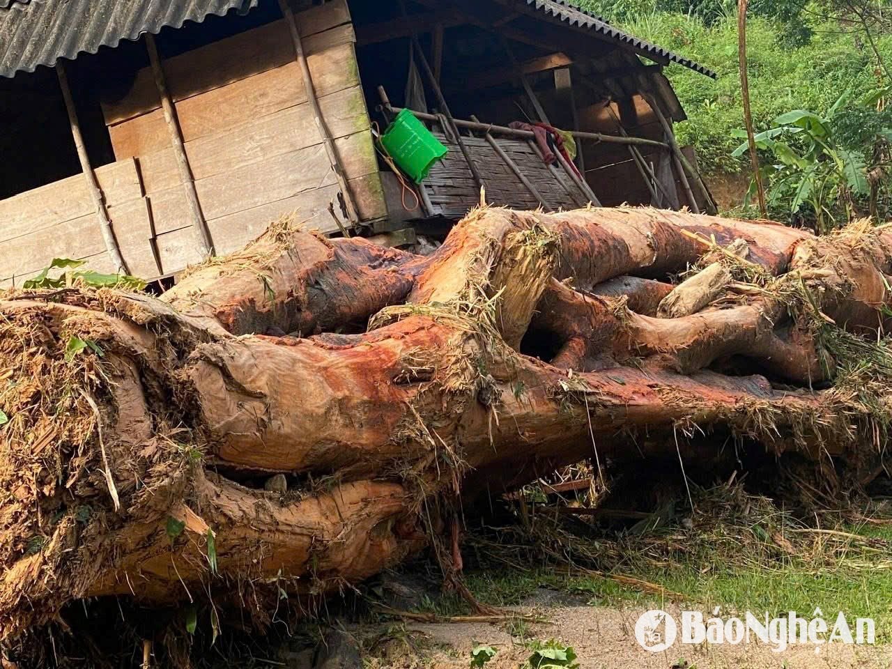 Một gốc cây lớn bị nước cuốn