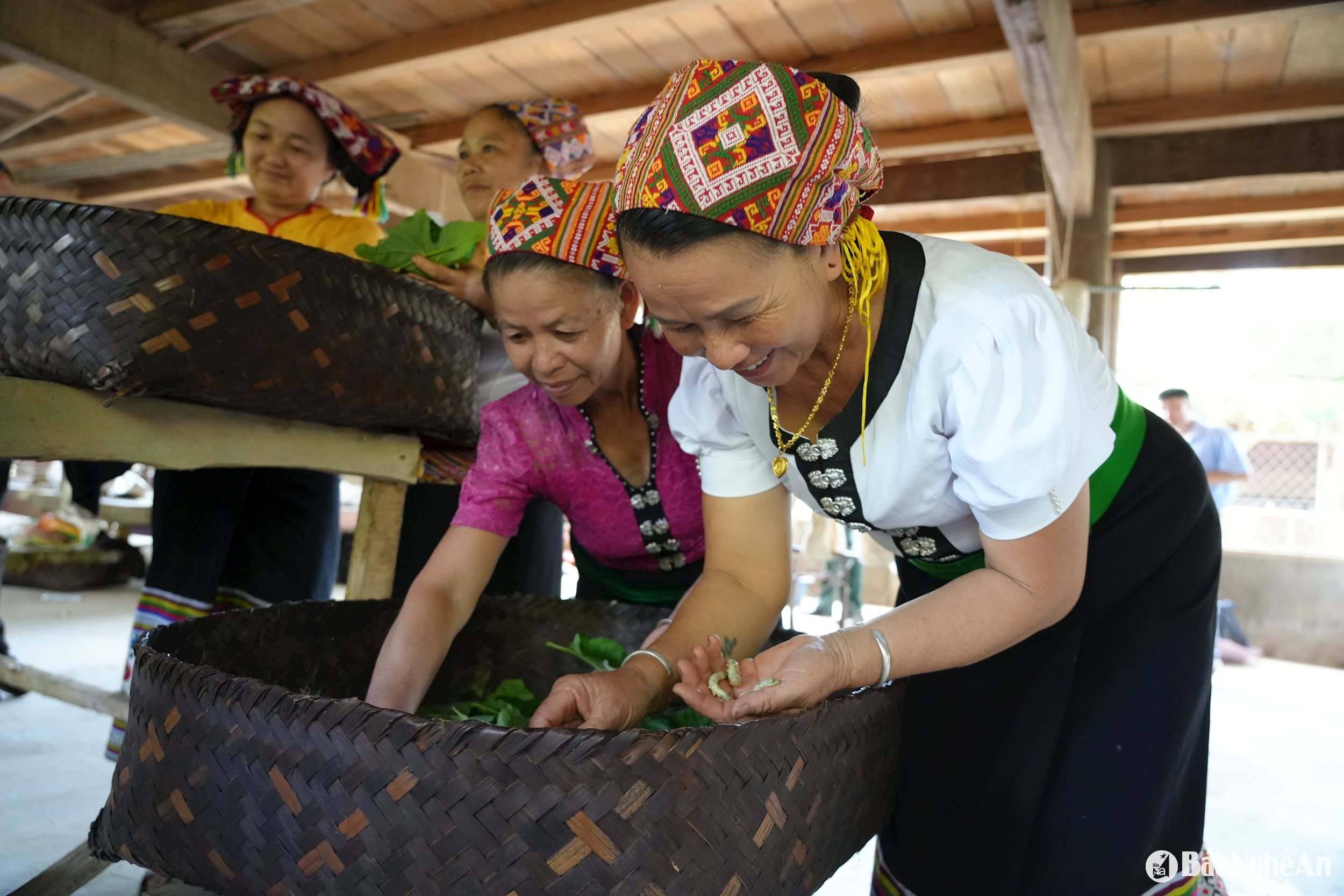 tằm ăn