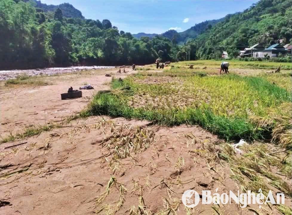 nhôn mai lúa sau lũ