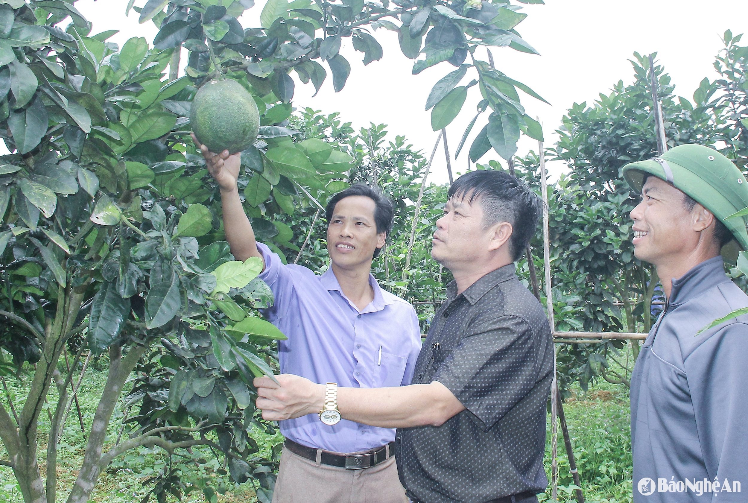 Lãnh đạo xã Thanh Liên, huyện Thanh Chương kiểm tra mô hình trồng bưới da xanh trên đồng đất chuyển đổi. Ảnh Mai Hoa