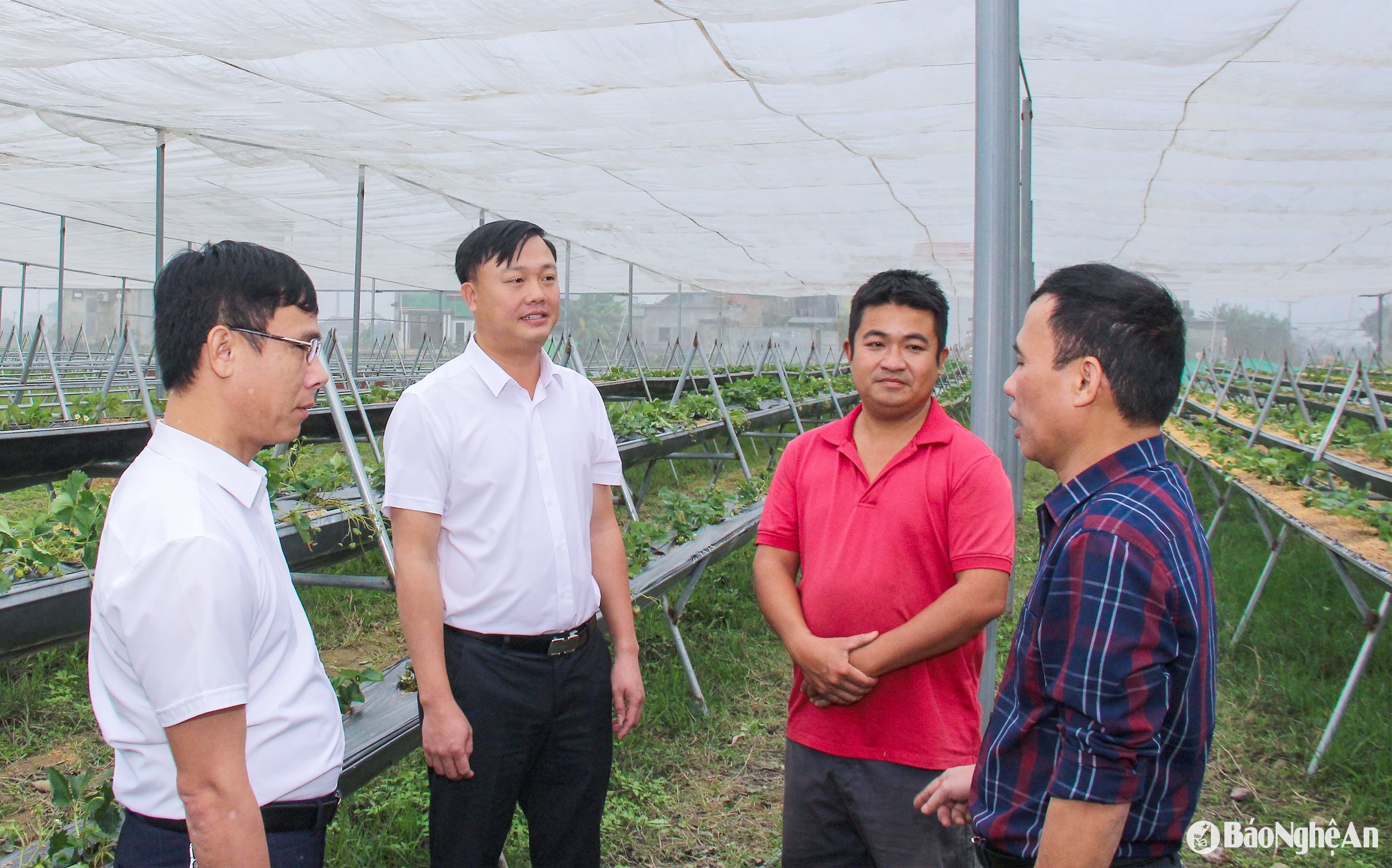Cán bộ huyện Hưng Nguyên và xã Phúc Lợi kiểm tra mô hình sản xuất