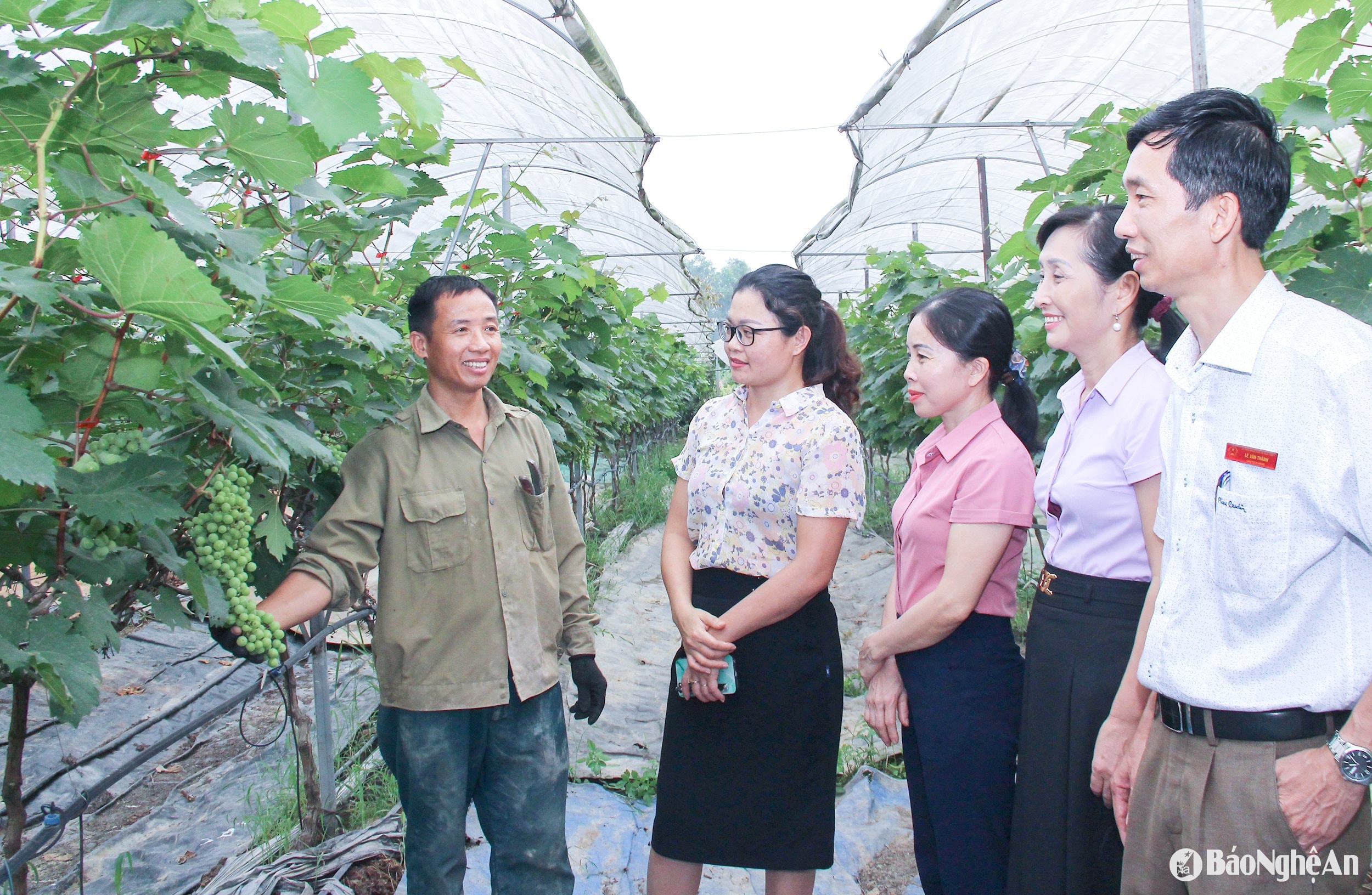 គំរូដាំទំពាំងបាយជូរតាមបច្ចេកវិទ្យាខ្ពស់នៅឃុំណាំលីញ។ រូបថតរបស់ Mai Hoa