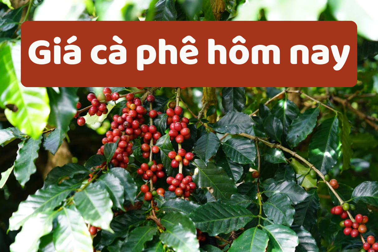 តម្លៃកាហ្វេថ្ងៃនេះ ថ្ងៃទី 5 ខែមិថុនា ឆ្នាំ 2025៖ ការថយចុះយ៉ាងខ្លាំងដោយសារតែការផ្គត់ផ្គង់ច្រើន។