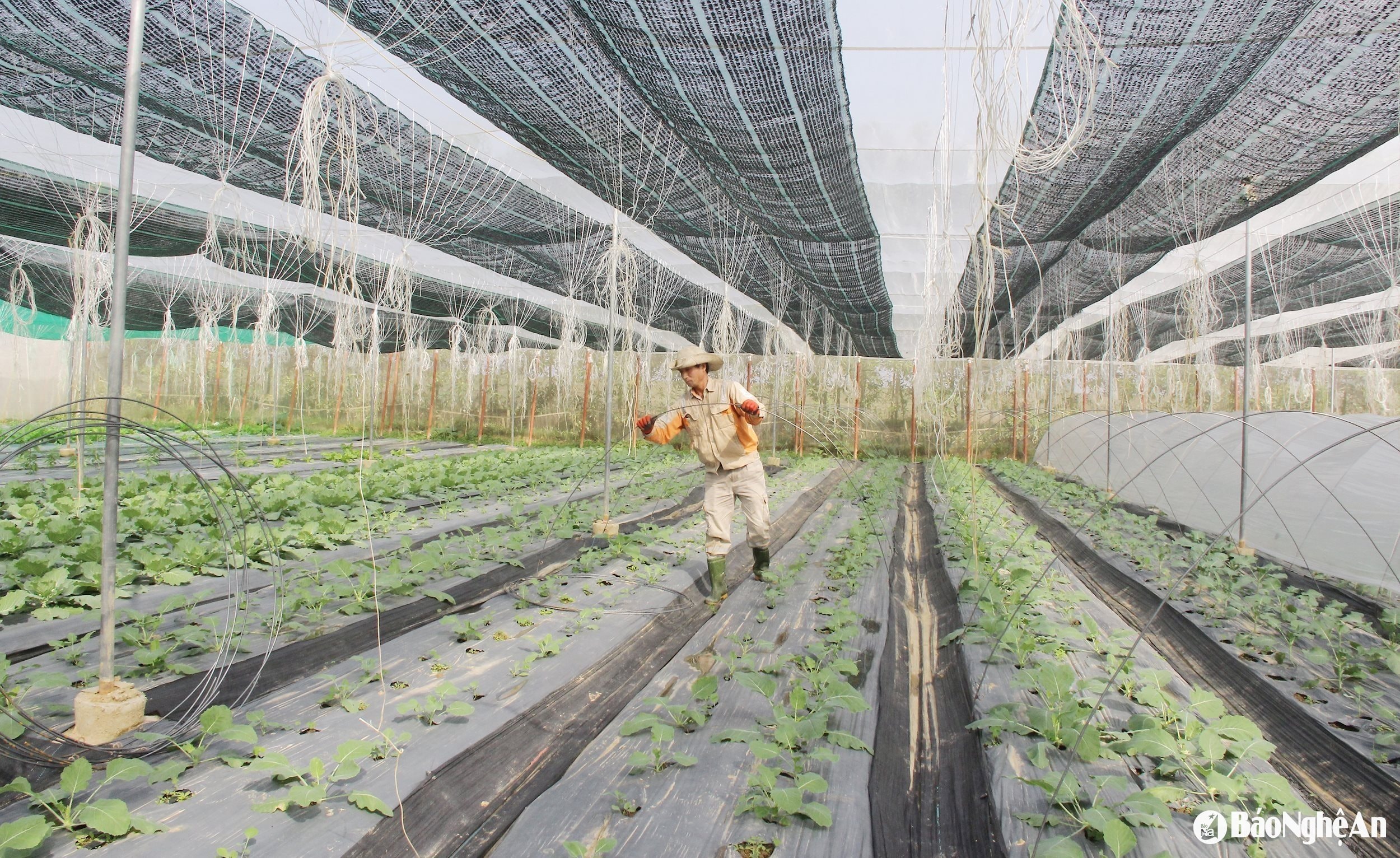 Mô hình nông nghiệp công nghệ cao tại xã Hưng Lĩnh. Ảnh: Mai Hoa