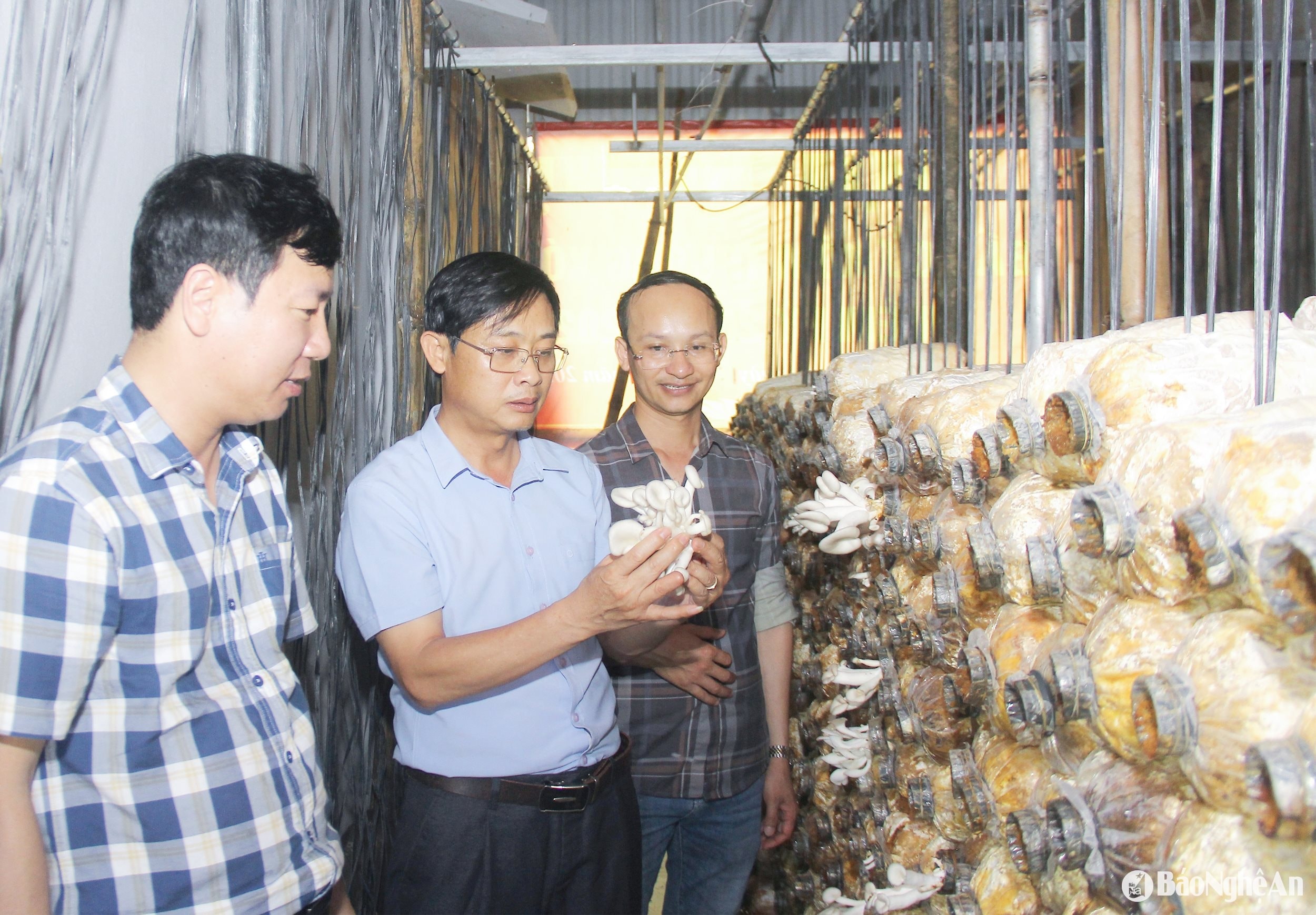 Mô hình trồng nấm đem lại giá trị kinh tế tại xã Hưng Yên Nam. Ảnh: Mai Hoa
