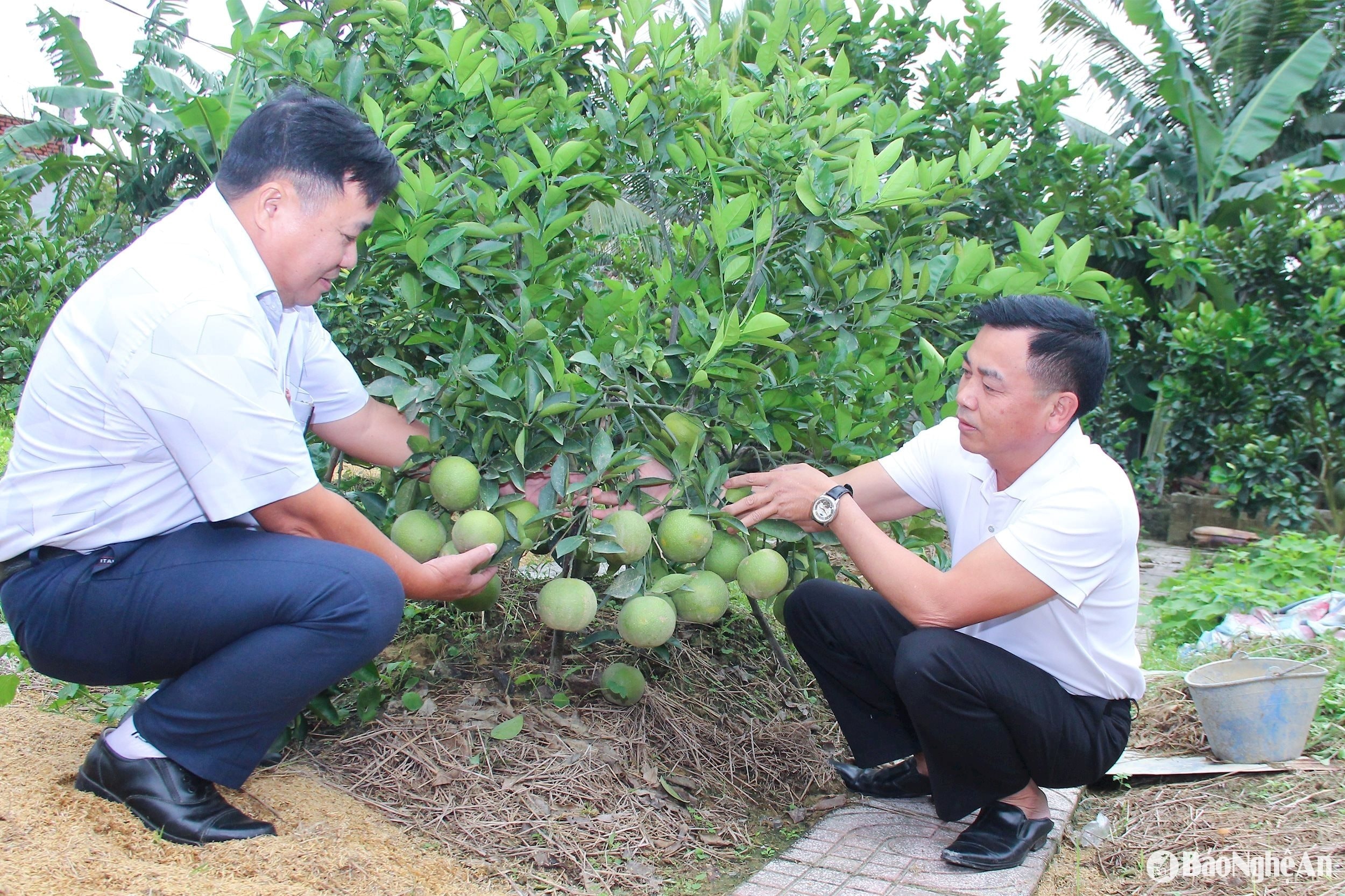 bna_-nhan-rong-mo-hinh-trong-giong-cam-xa-doai-tai-xa-hung-trung.-anh-mai-hoa-1-.jpg